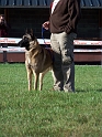 100_7037_dundee_du_mas_de_la_galandie