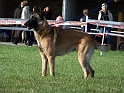 100_7041_dundee_du_mas_de_la_galandie