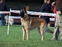 100_7042_dundee_du_mas_de_la_galandie