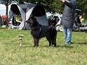 100_7183_candy-black_du_pre_de_laubois